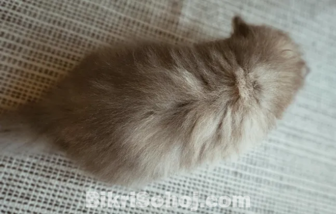 Persian cat